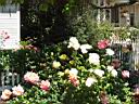 IMG_0504.JPG: Petaluma: Roses on street - Roser ved vejen