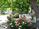 IMG_0507.JPG: Petaluma: More roses - flere roser