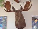 IMG_0510.JPG: Hopland, Bluebird Cafe: Moose - Elg