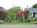 IMG_0544.JPG: Mendocino: Garden - Have