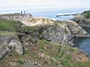 IMG_0550.JPG: Mendocino: Coast - Kyst