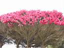 IMG_0563.JPG: Mendocino: Flower tree - Blomstertrae