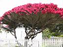 IMG_0564.JPG: Mendocino: Flower tree - Blomstertrae