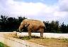 Elephant.jpg