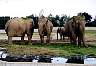 Elephants.jpg