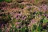 Heather blooming.jpg