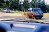 Lion walking in front of car.jpg