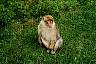 Monkey resting.jpg