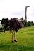 Ostrich.jpg