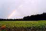 rainbow by farm.jpg